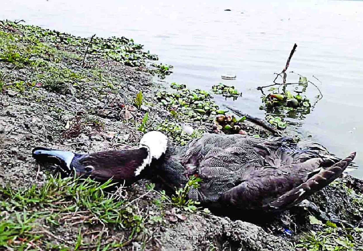 Hunting of foreign birds in kannauj