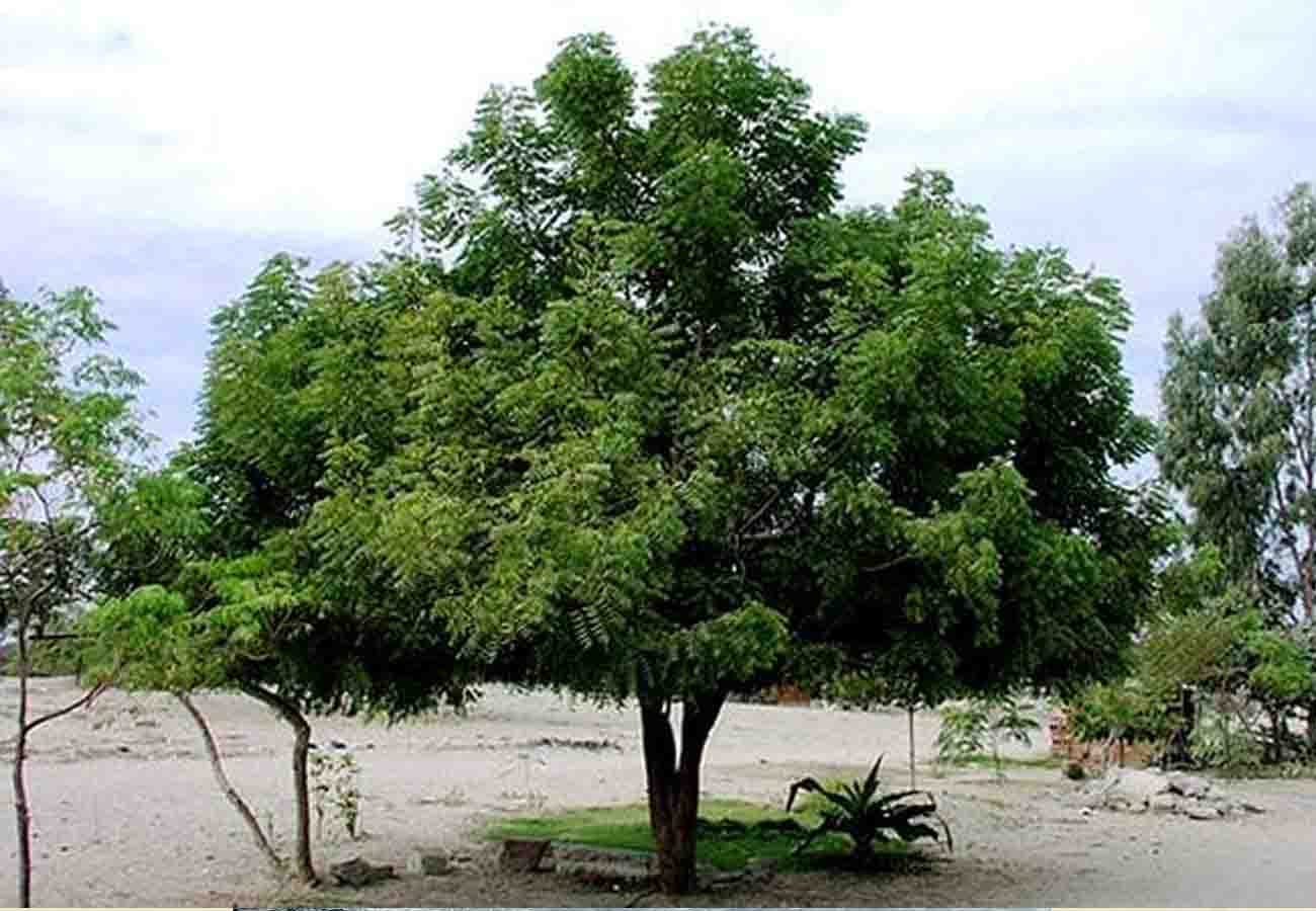 husband gave triple talaq and climbed up tree