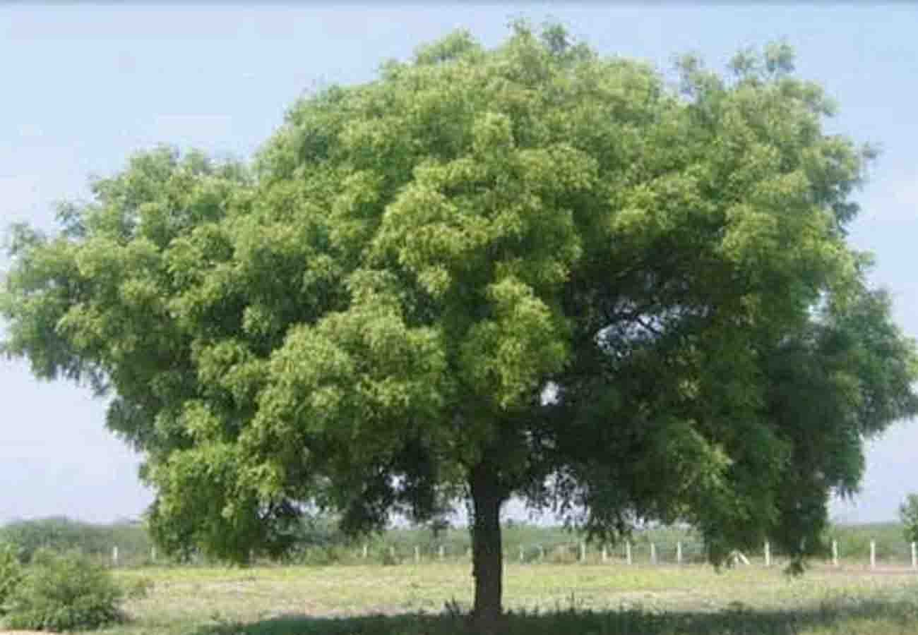 husband gave triple talaq and climbed up tree
