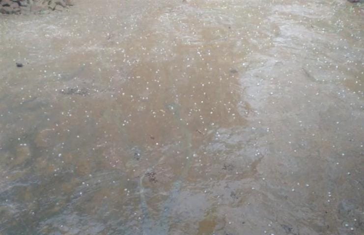 Rain and hailstorm emphasized the concern of farmers on the forehead