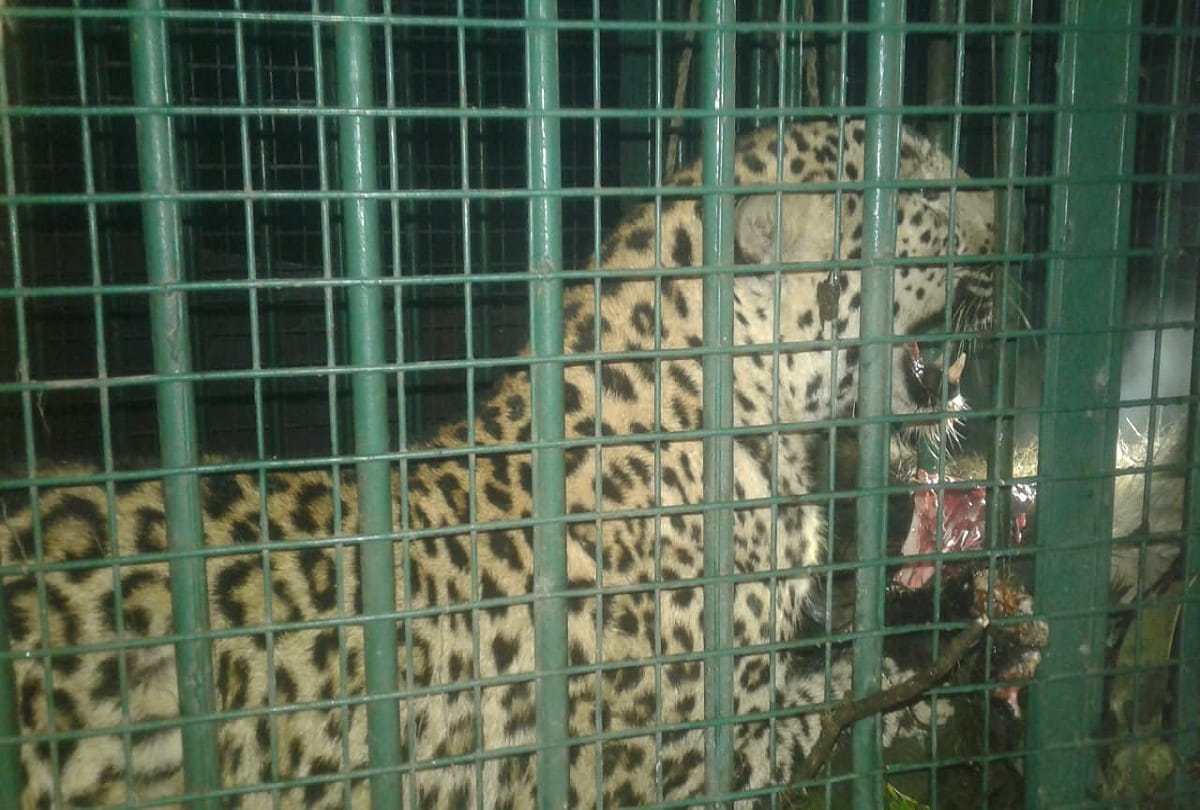 leopard express will save villagers from attack of forest animals.