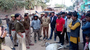 eight cow died for food poising