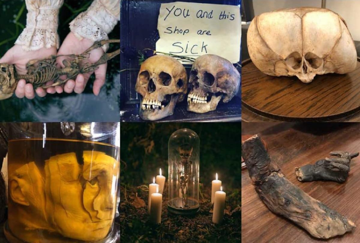 London Essex shop is selling pickled human body parts flesh and animal skulls