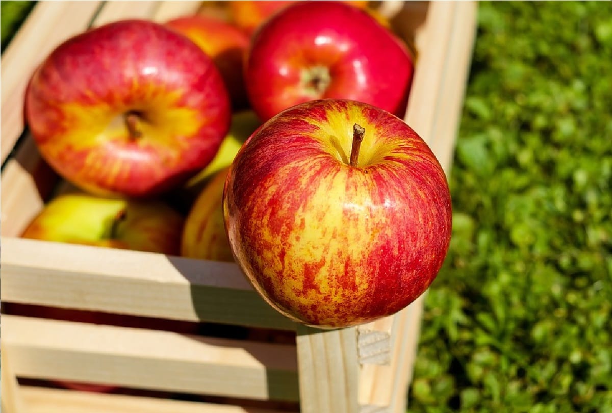 why you should eat apple daily know health benefits