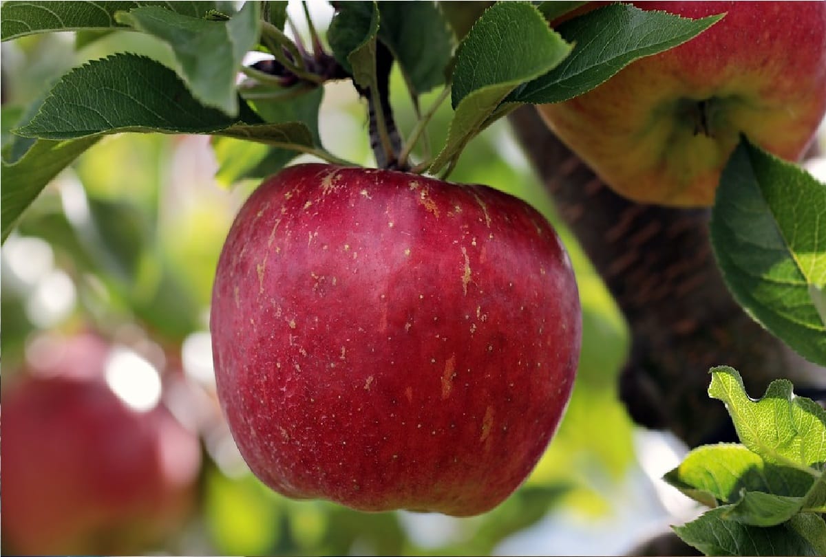 why you should eat apple daily know health benefits