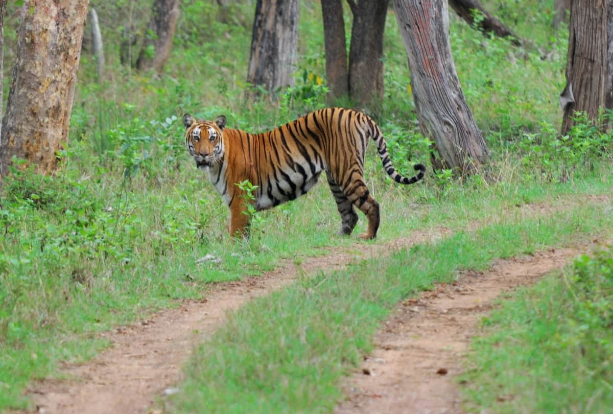top thrilling wildlife scantuary in india