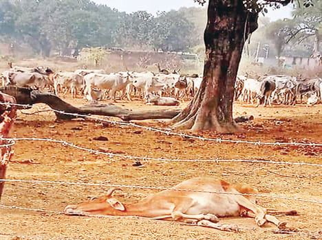 Five cows died due to weather and hunger