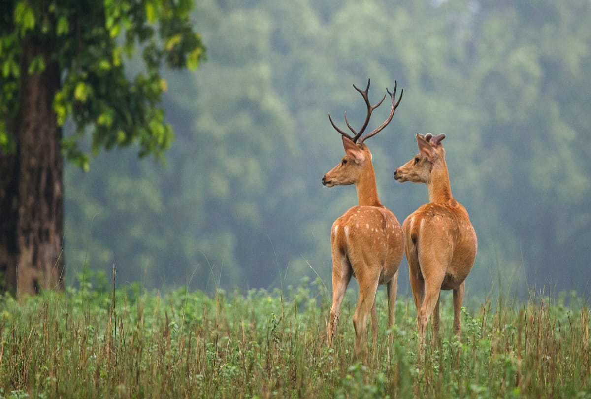 top thrilling wildlife scantuary in india
