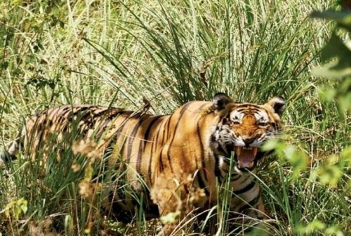top thrilling wildlife scantuary in india