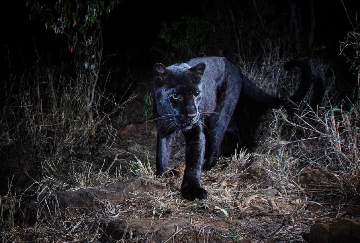After 100 years Black Panthers appeared first time in Kenya