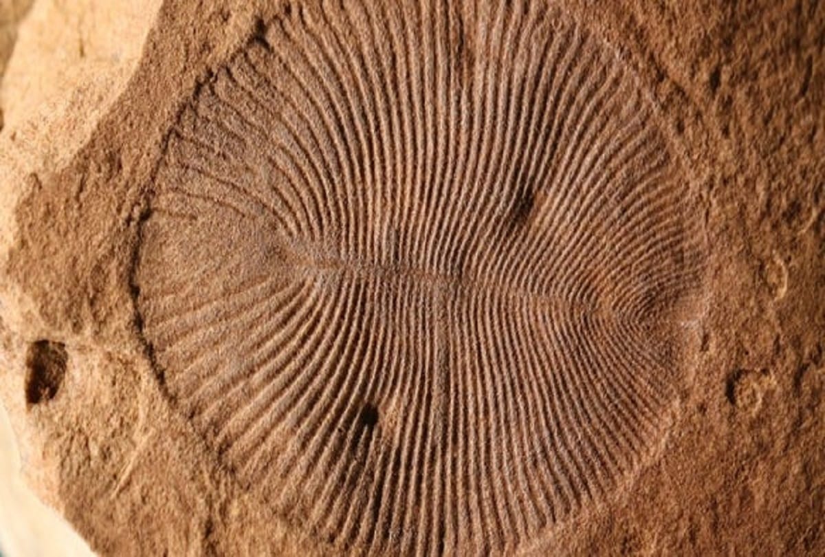 Research claims Thousands of years ago, the first living creatures on earth came