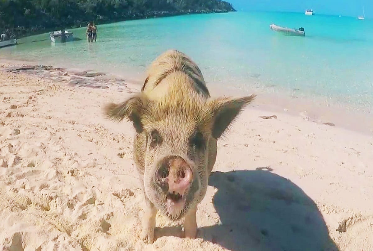 Instagram fitness model Michelle Lewin bitten on the butt by pig on Bahamas beach Video