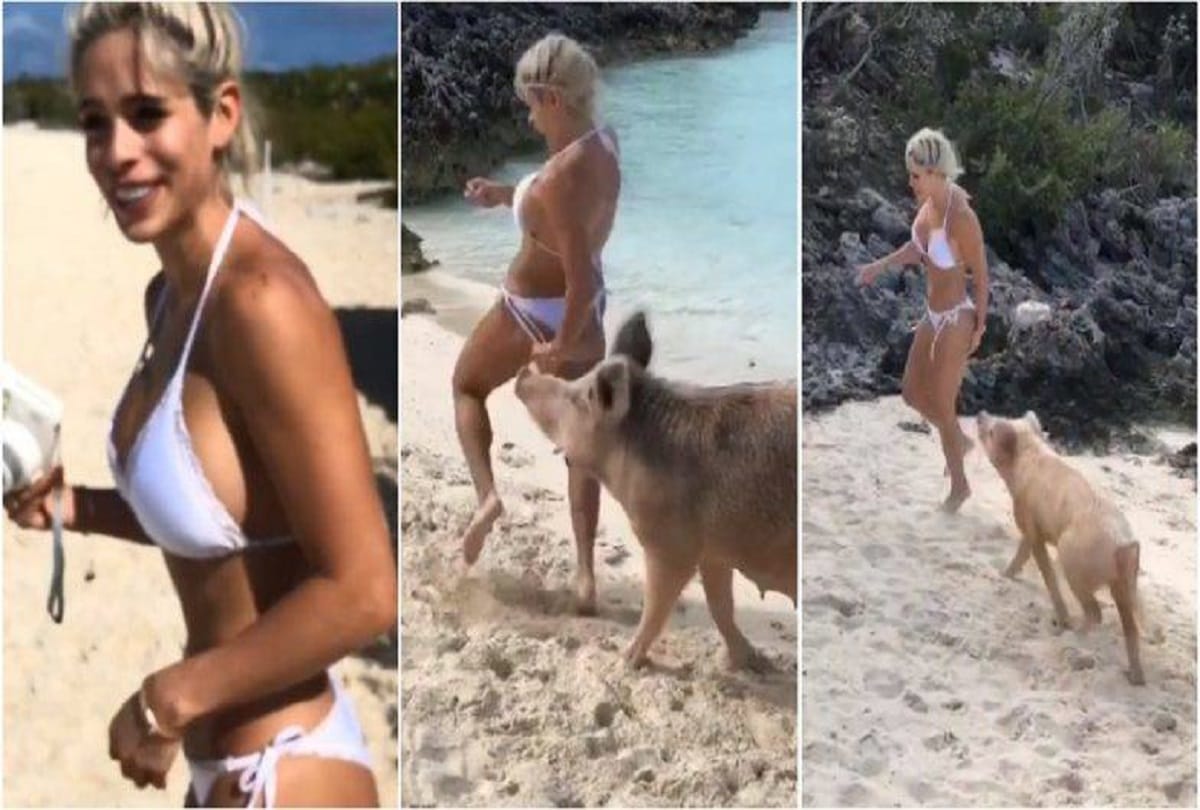 Instagram fitness model Michelle Lewin bitten on the butt by pig on Bahamas beach Video