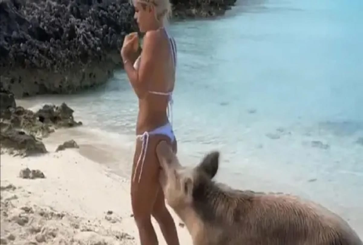 Instagram fitness model Michelle Lewin bitten on the butt by pig on Bahamas beach Video