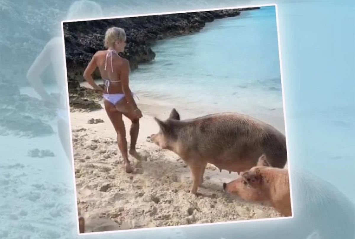 Instagram fitness model Michelle Lewin bitten on the butt by pig on Bahamas beach Video