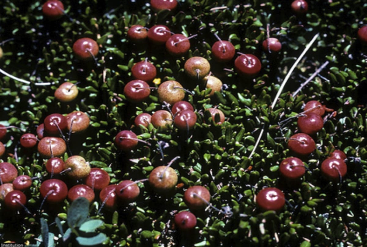 cranberries is beneficial for skin or hair growth