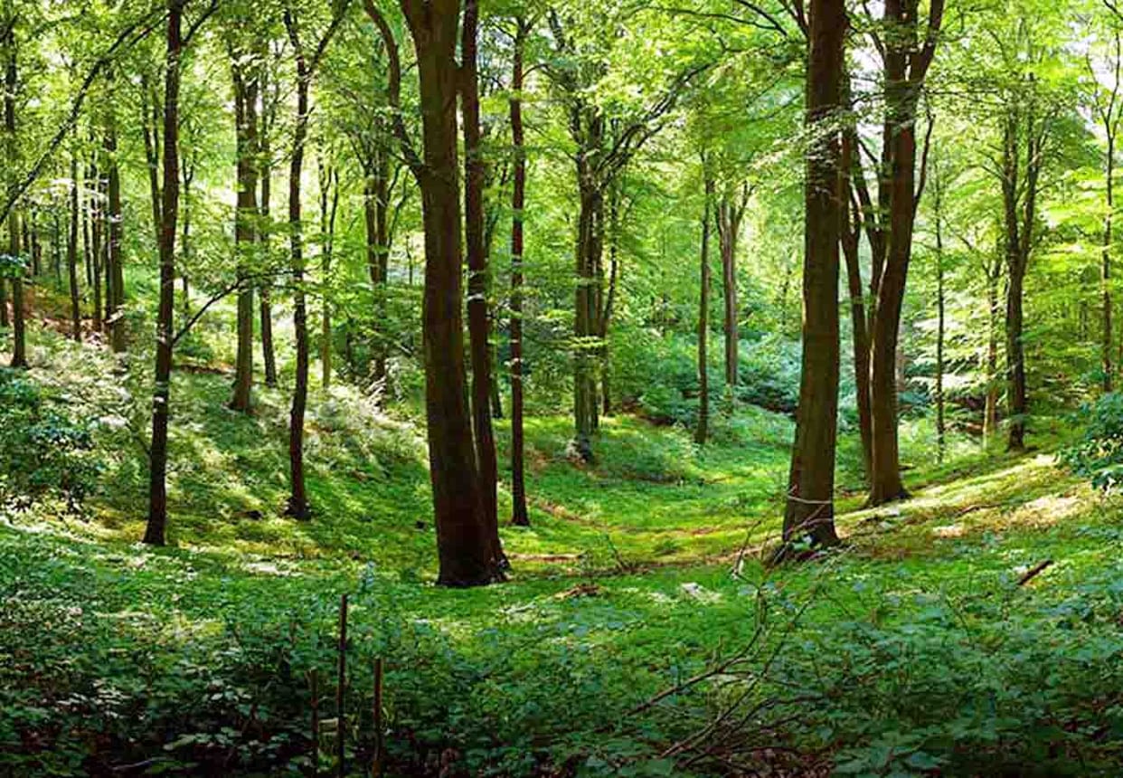 News of relief for India China both are ahead in spreading greenery