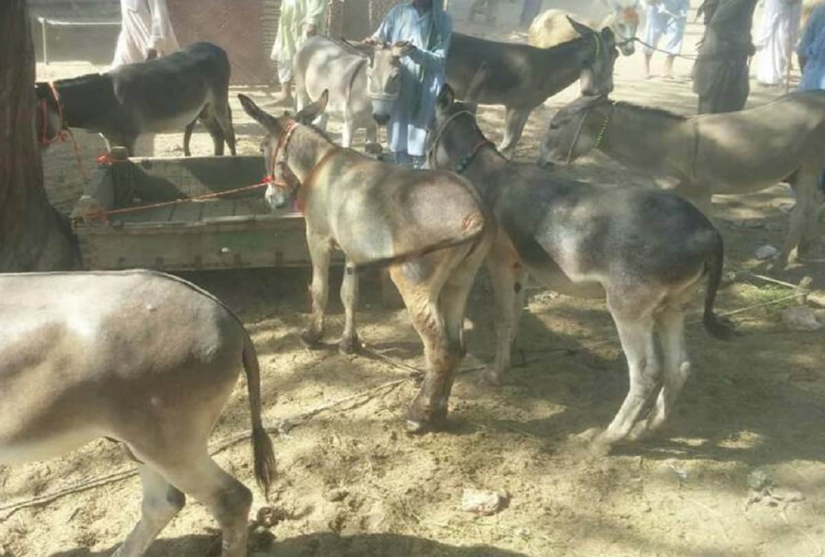 Number of donkeys decreased in many states of India