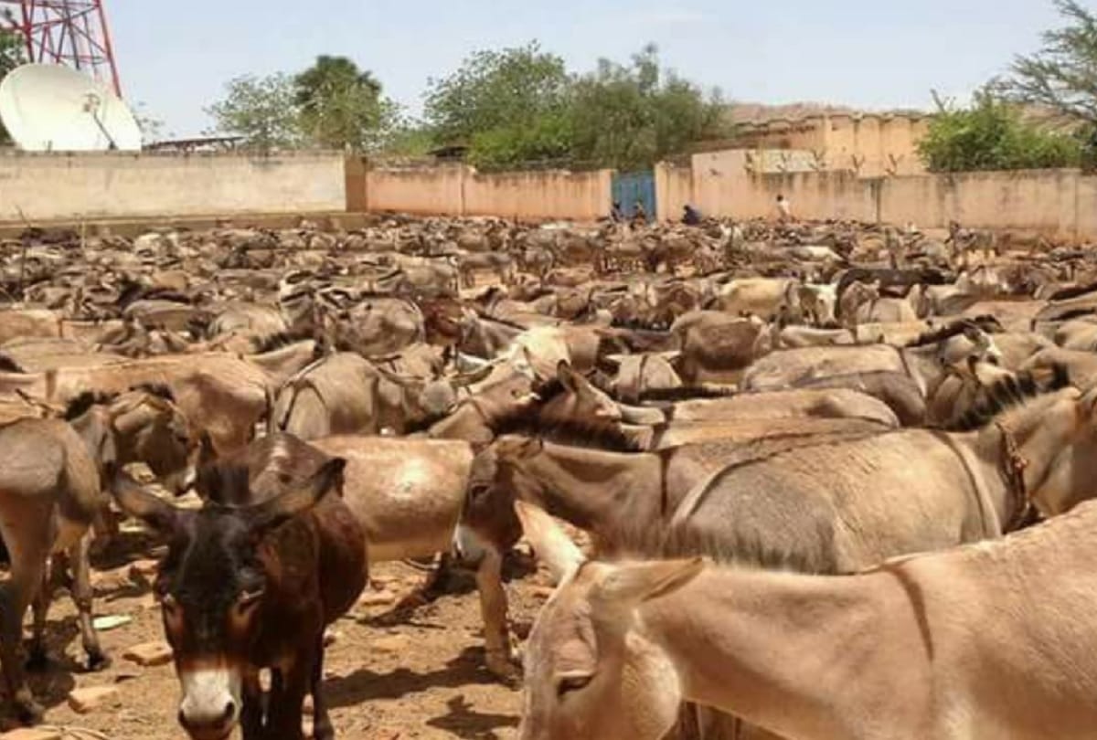Donkeys are growing 1 lakh annually in Pakistan government spends billions of rupees to boost