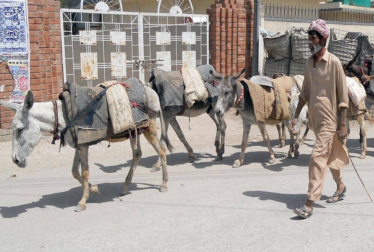 Donkeys are growing 1 lakh annually in Pakistan government spends billions of rupees to boost