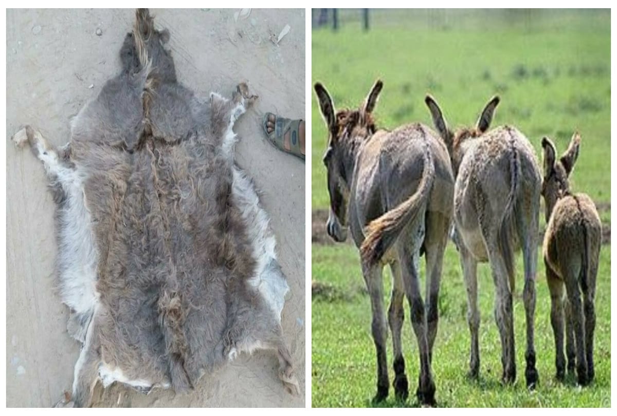 Donkeys are growing 1 lakh annually in Pakistan government spends billions of rupees to boost