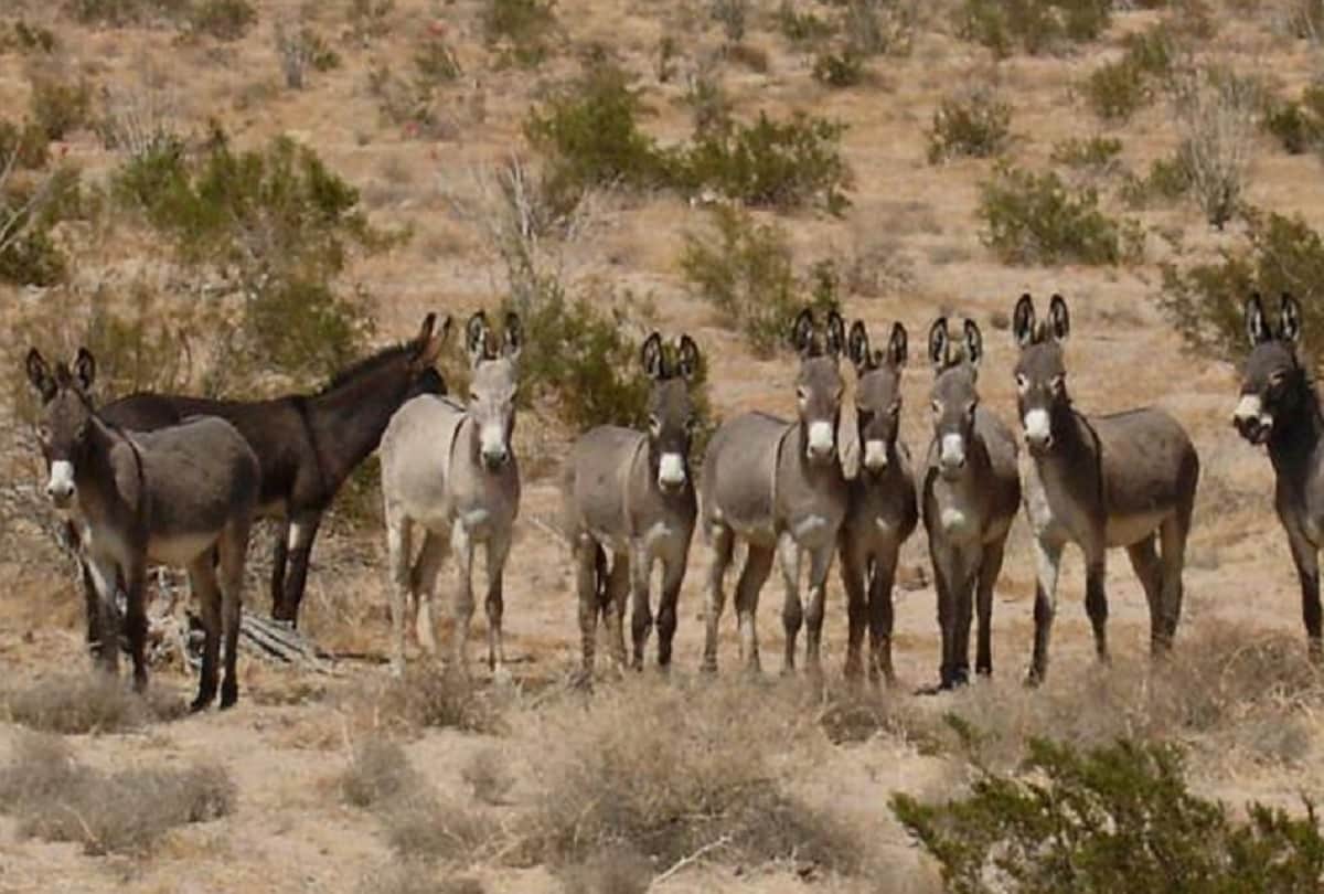 Number of donkeys decreased in many states of India