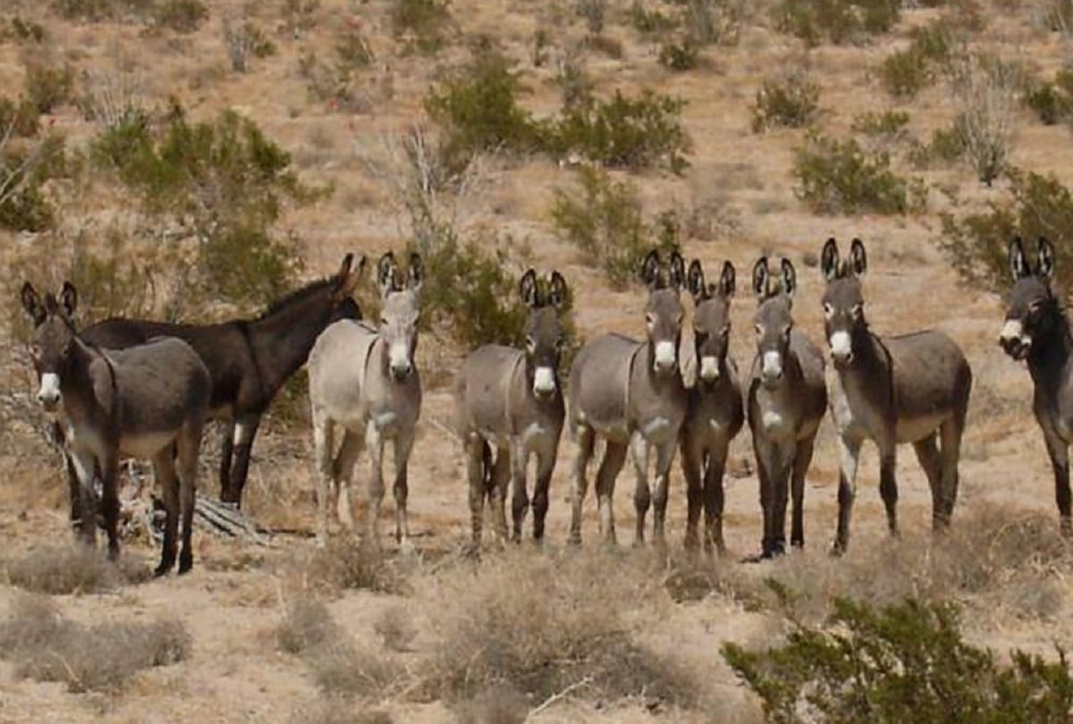 Number of donkeys decreased in many states of India