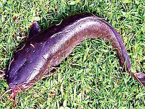 Thai mangur ban on fishing and selling