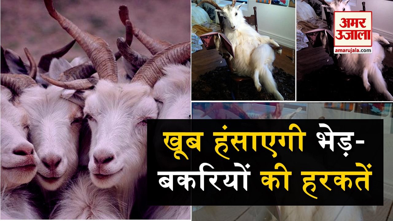 बकरी से मजाक पड़ सकता है भारी, देखकर हो जाएंगे लोटपोट