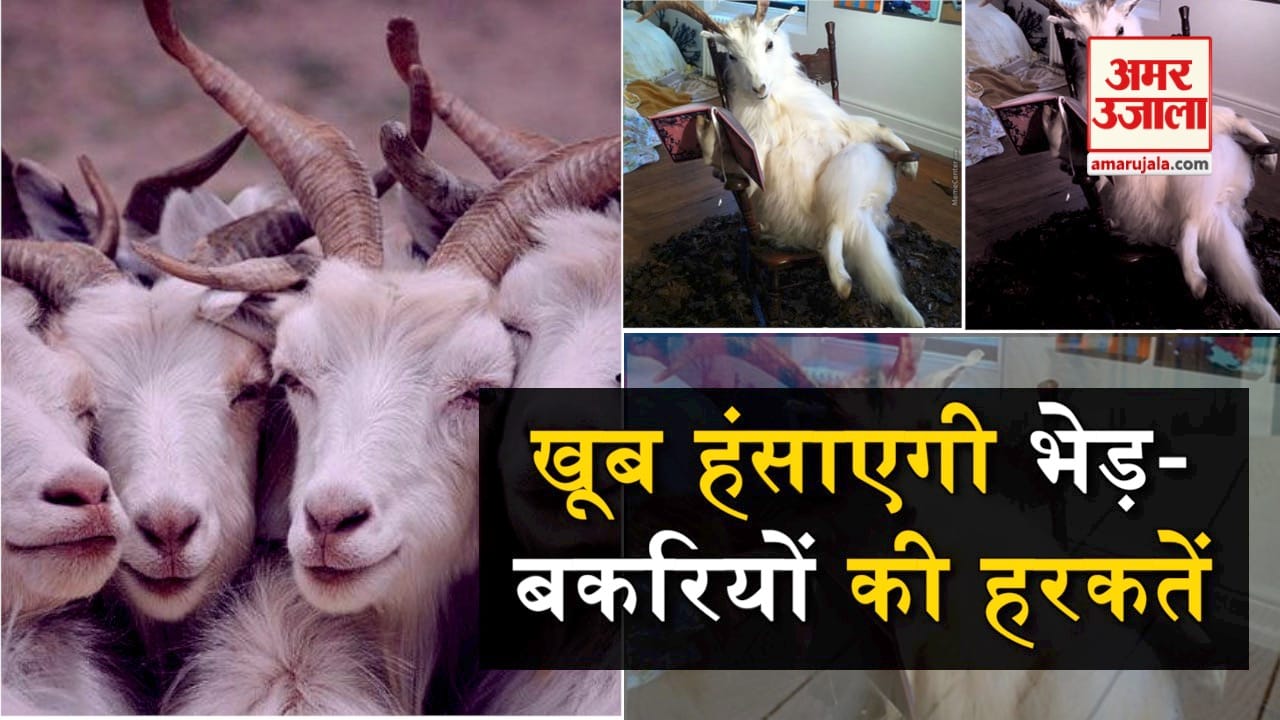 डिजाइन पिक्चर