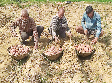 Potato bumper yield, excavate work