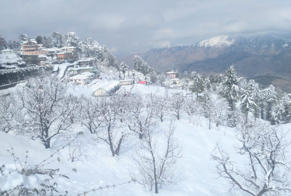 heavy snowfall killed mice and insects on large scale in apple gardens in himachal