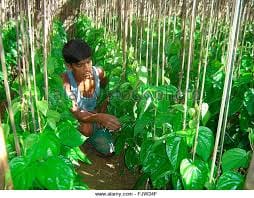 tulsi animall