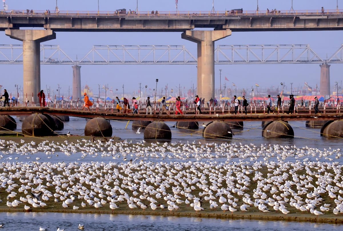 Kumbh 2019: boats and Siberian birds make festive celebration Amazing for devotees