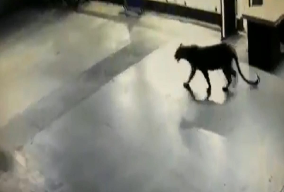 a leopard has been spotted at the basement of a satkar hotel in thane viral video
