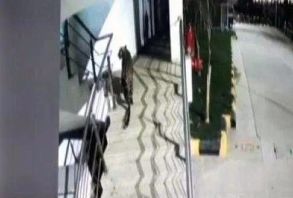 a leopard has been spotted at the basement of a satkar hotel in thane viral video