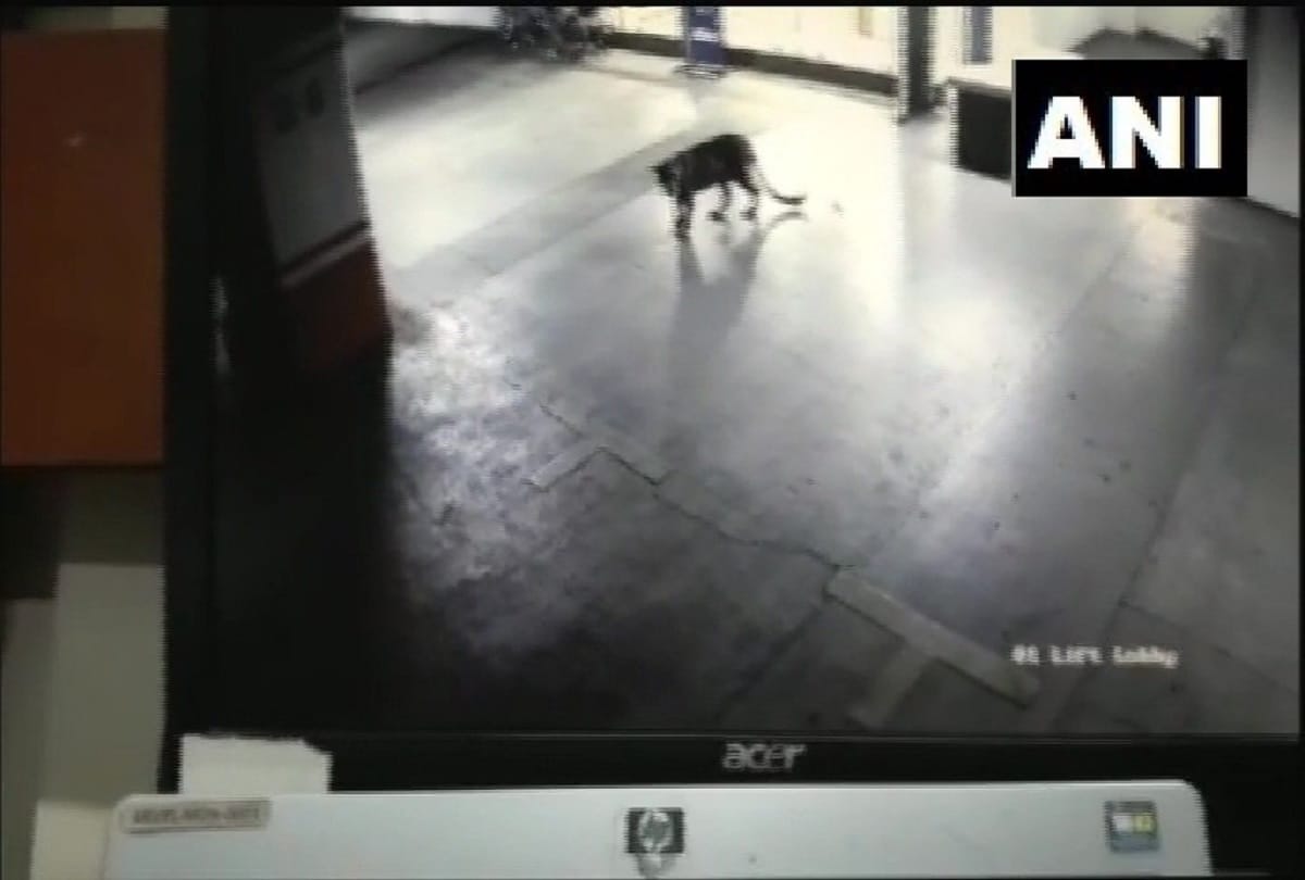 a leopard has been spotted at the basement of a satkar hotel in thane viral video