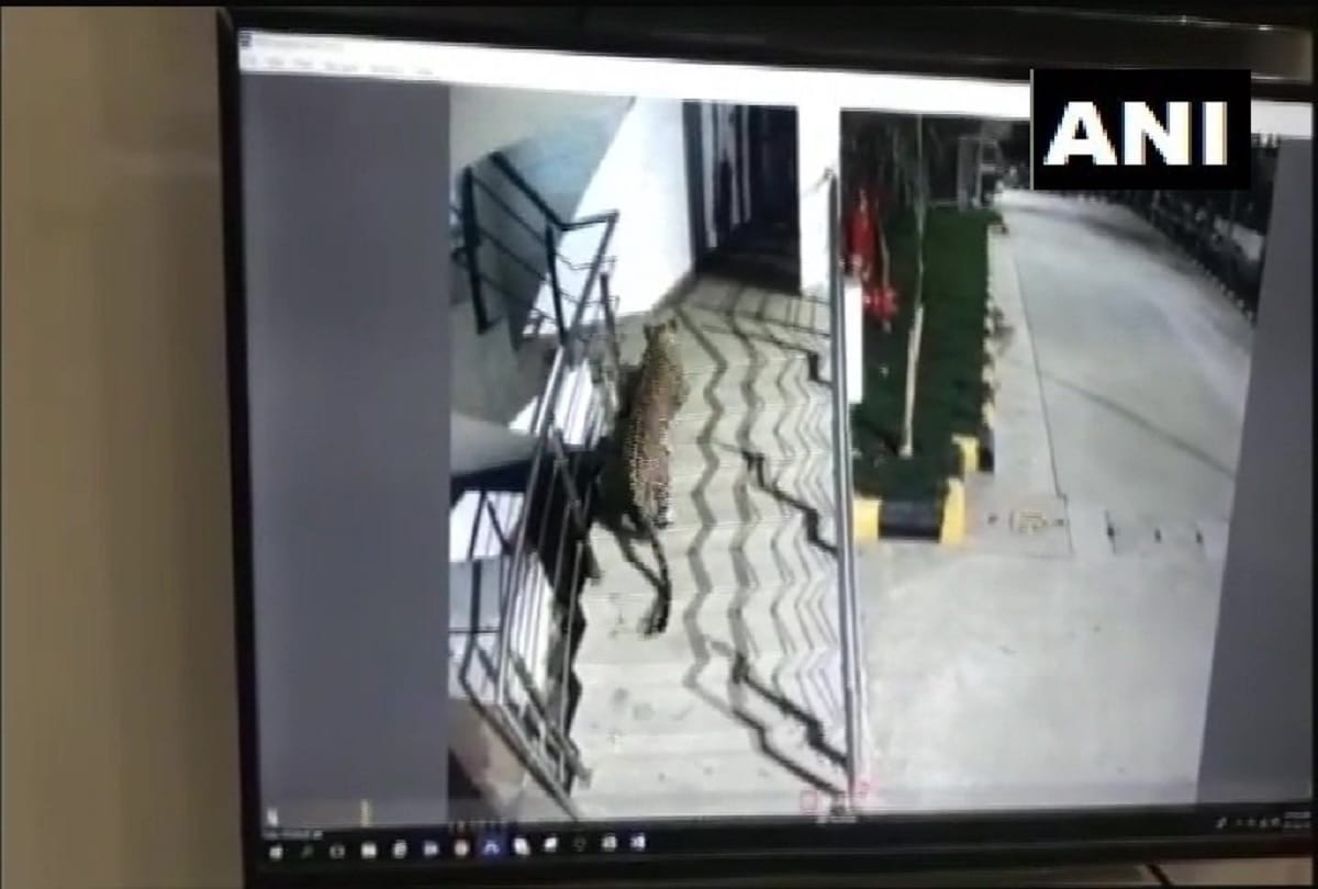 a leopard has been spotted at the basement of a satkar hotel in thane viral video