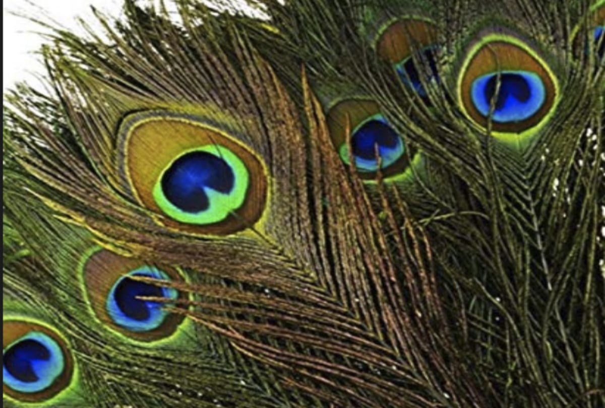 Know how peacock feather can help you for good luck and  prosperity in house