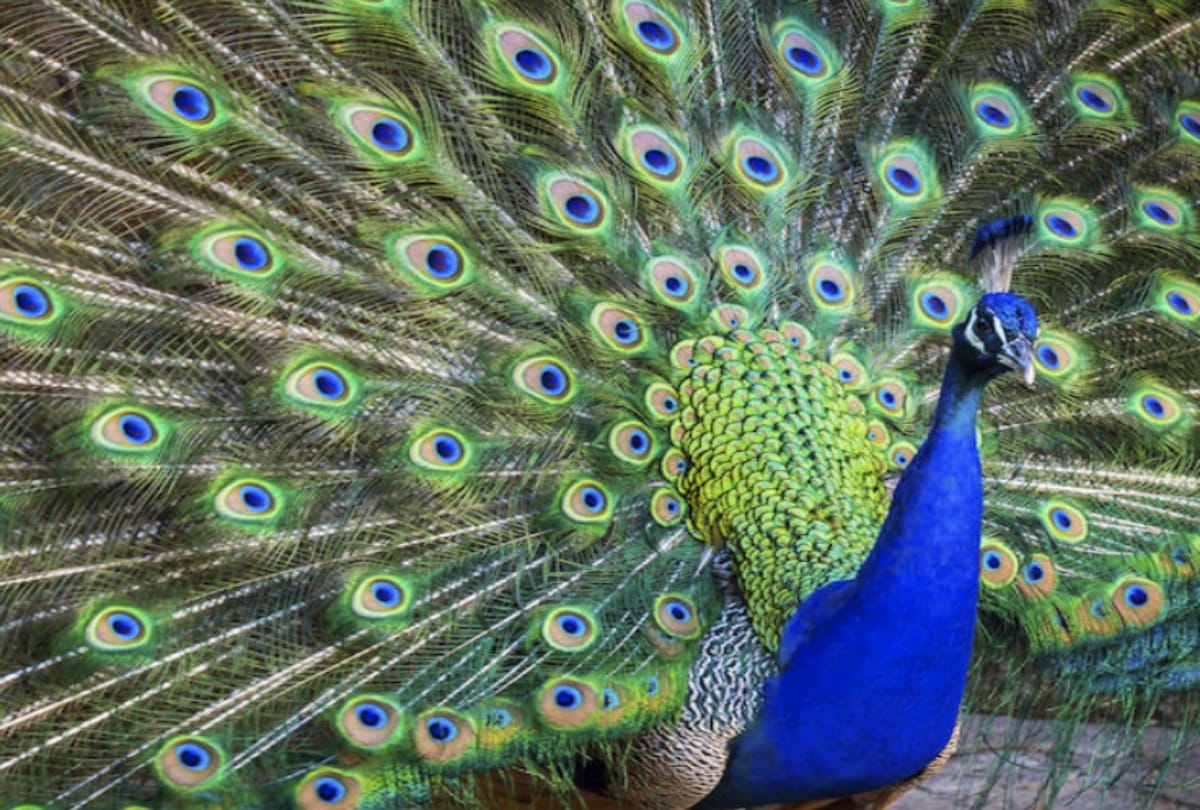 vastu tips benefits of peacock feather in home