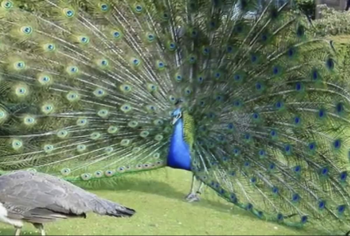 Know how peacock feather can help you for good luck and  prosperity in house