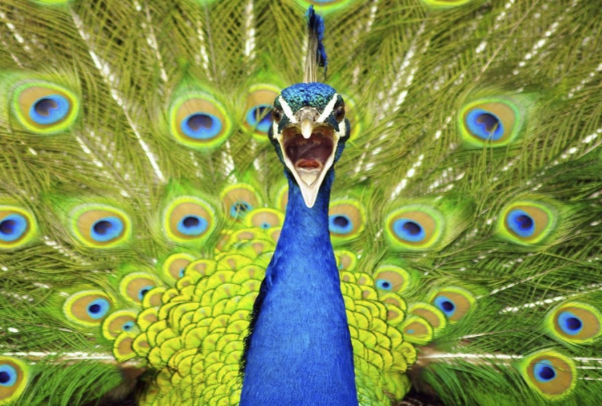 vastu tips benefits of peacock feather in home