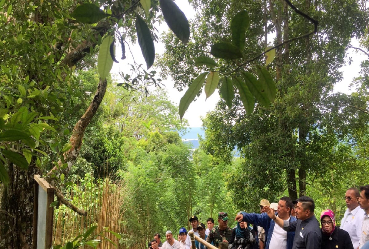 Clove tree was grown on the island of Ternate Indonesia for the first time in the world