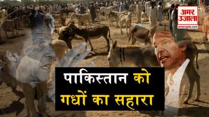 donkey trading in pakistan