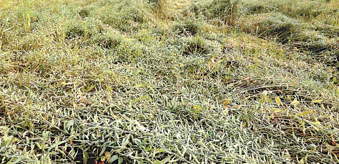 water and rain destroy crop