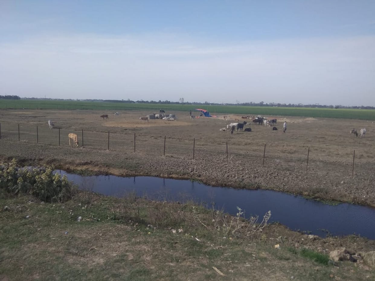 नहीं दे रहे निवाला, गोशालों में अव्यवस्था का बोलबाला