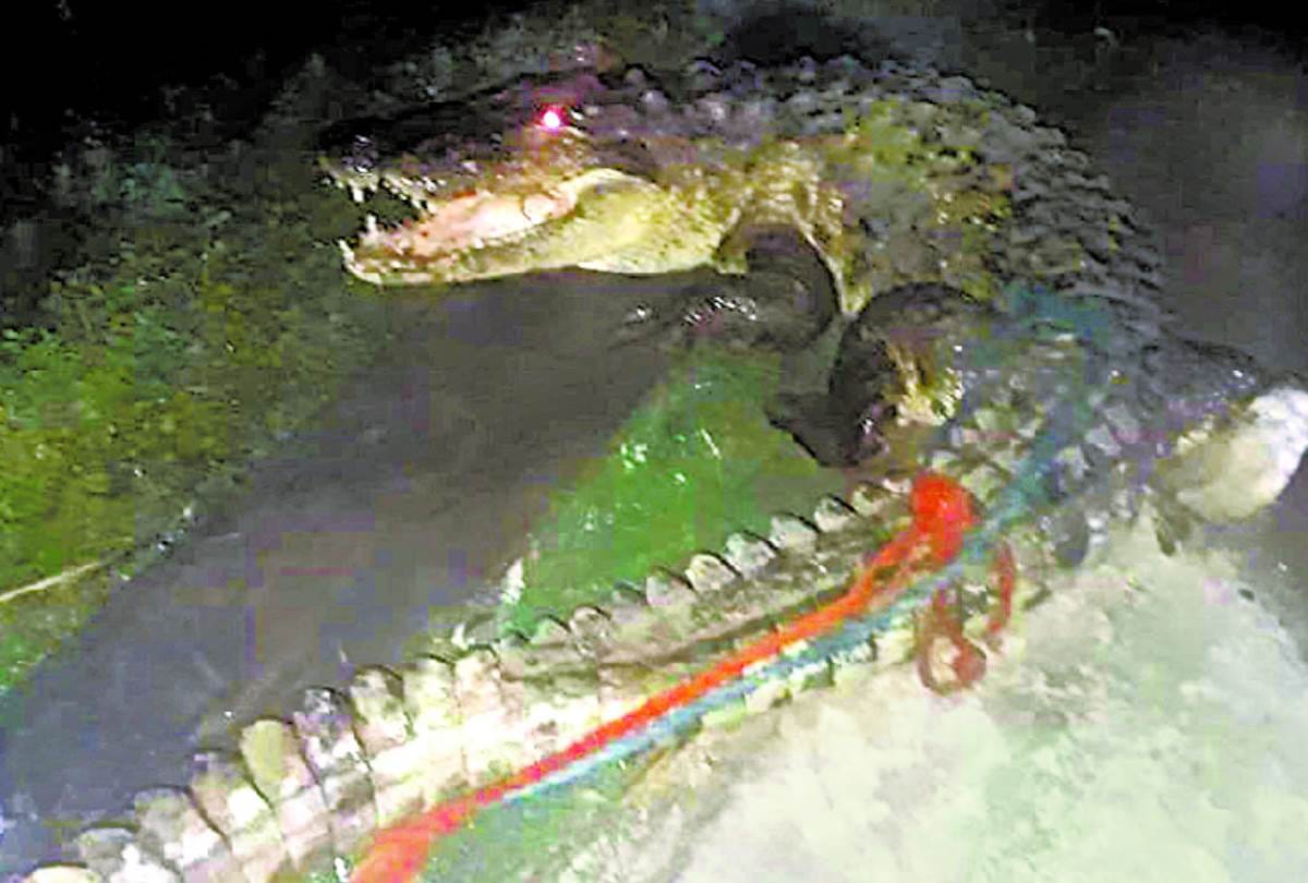 a crocodile found in a village in bahraich