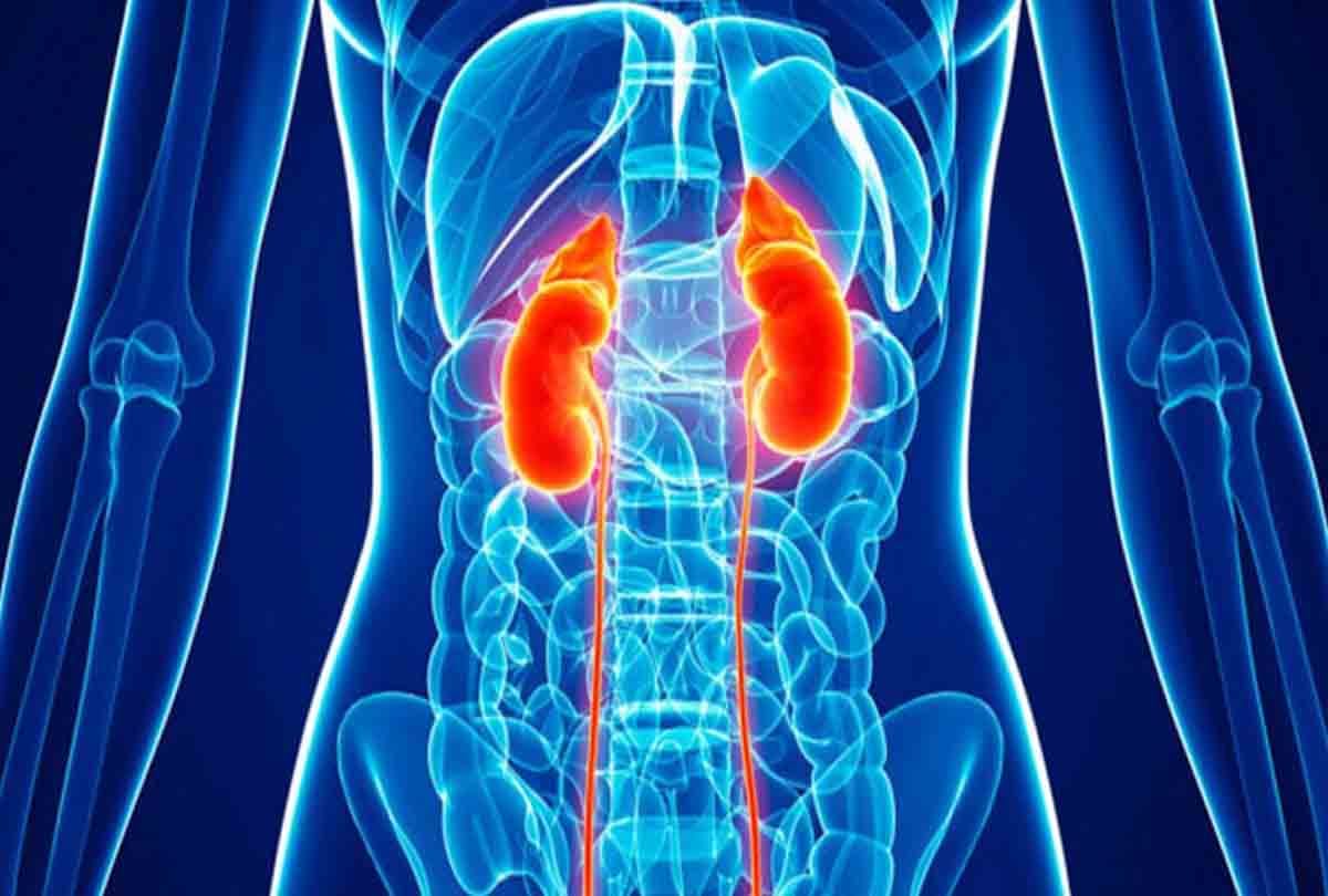 famous doctor and big hospital in kidney and liver transplant racket