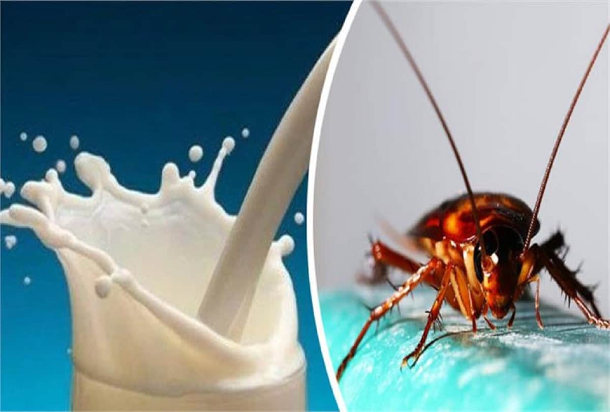 Indian Scientist discovered magical benefits of cockroach milk