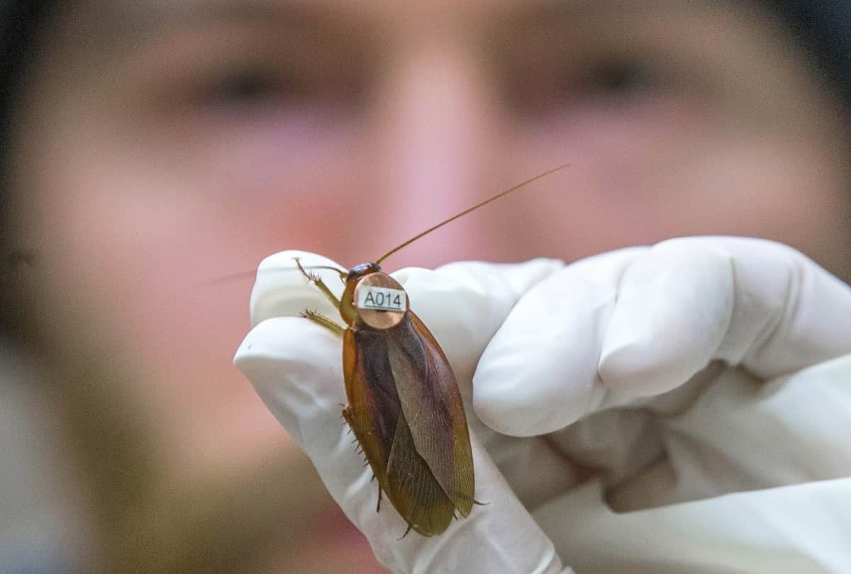 Indian Scientist discovered magical benefits of cockroach milk
